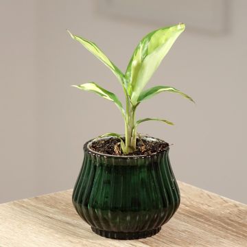 Ctenanthe Golden Mosaic