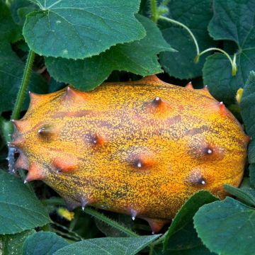 Cucumis metuliferus - Horngurke
