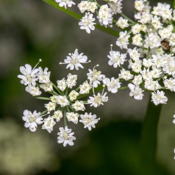 Kreuzkümmel - Cuminum cyminum
