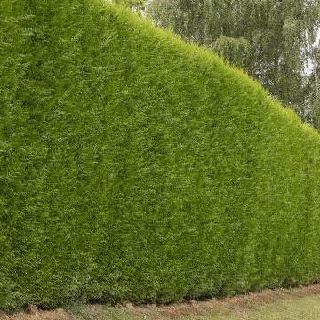 Cupressocyparis x leylandii Atro - Leyland-Zypresse