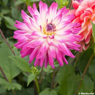 Dahlia décoratif Audace