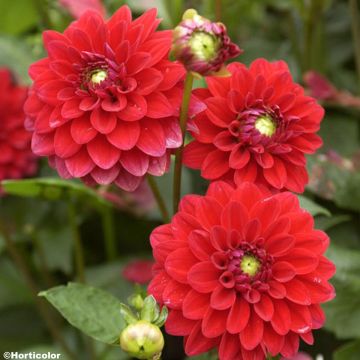 Dahlia décoratif Crack