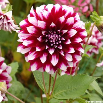 Dahlia Décoratif Deuil du Roi Albert