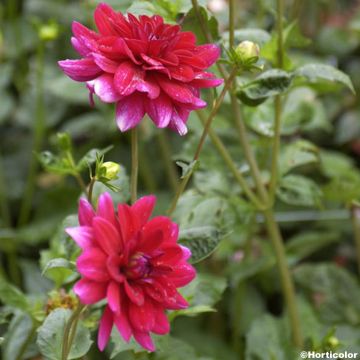 Dahlia Nain à collerette La Gioconda