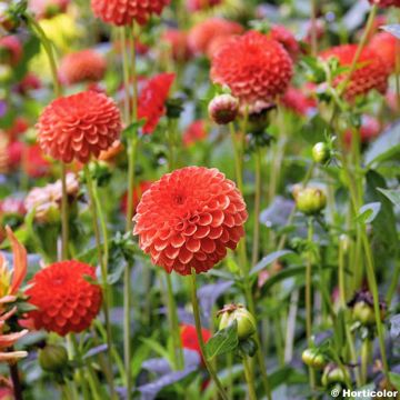 Dekorative Dahlie Magnificat