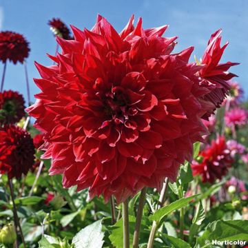 Bauer-Dahlie Nez Rouge