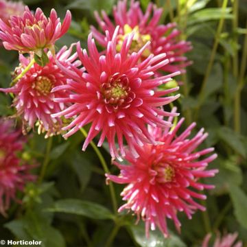 Kaktus-Dahlie Pianella