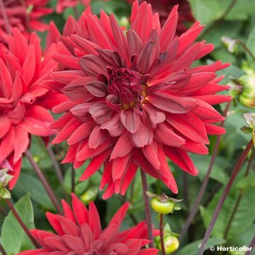 Dahlia semi-cactus Roi René