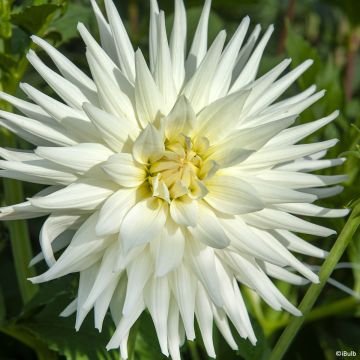 Kaktus-Dahlie Mount Tacoma