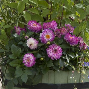 Dahlia Dalina Maxi Bonita