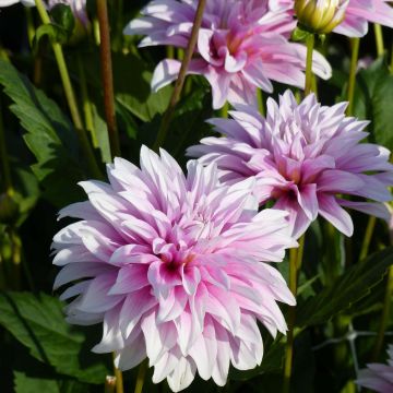 Dahlia décoratif Sweet Tiamo