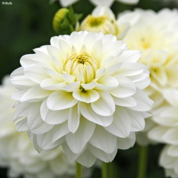 Schmuck-Dahlie Karma Serena