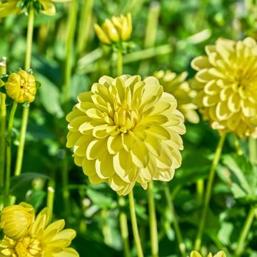 Dekorative Dahlie Sunlady