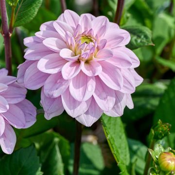 Dekorative Dahlie Sweet Surprise