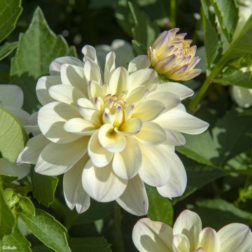 Dekorative Dahlie Lake Carey