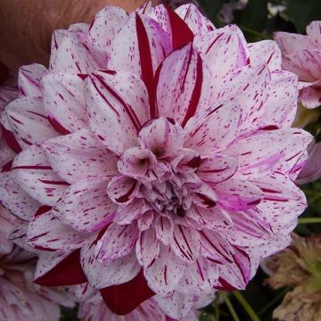 Dahlia décoratif Hulin's Carnival