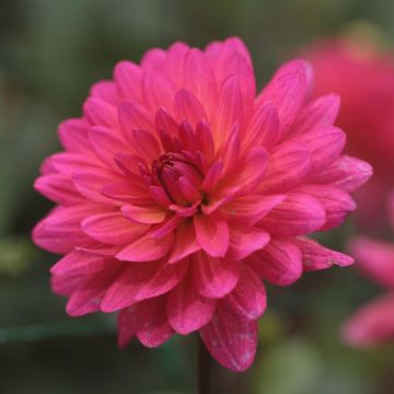 Dahlia décoratif Karma Fuchsiana