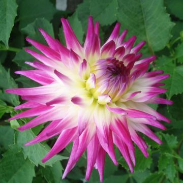 Dahlia Semi-Cactus Match