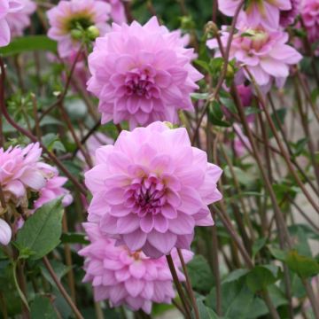 Schmuck-Dahlie Ocean Bird