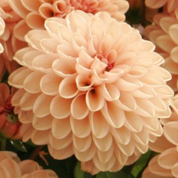 Dahlia Nain Salmon Jewel