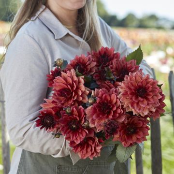 Dekorative Dahlie Invitation