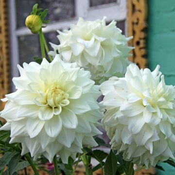 Schmuck-Dahlie Edna Comptsock