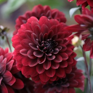 Dahlia décoratif Karma Choc