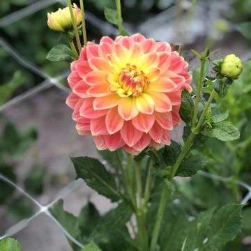 Schmuck-Dahlie October Sky