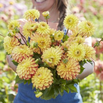 Dekorative Dahlie Bronze Glory