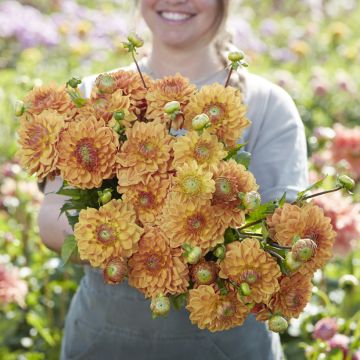 Dekorative Dahlie Caramel