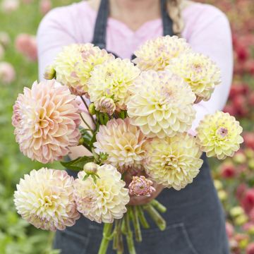 Dekorative Dahlie Hapet Pastel