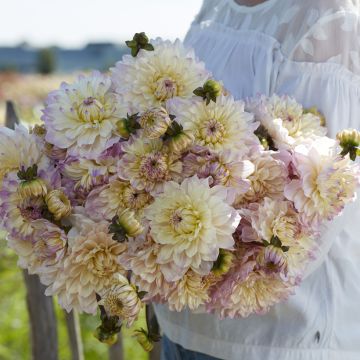 Dekorative Dahlie Masterclass