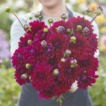 Dekorative Dahlie Mister Blue