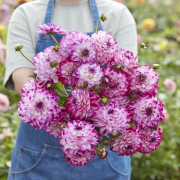 Dekorative Dahlie Stardust