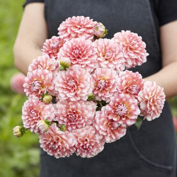 Dekorative Dahlie Trustfull