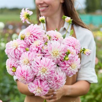 Dekorative Dahlie Verrone’s DF