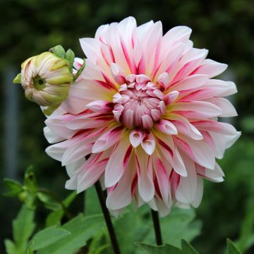 Dahlia géant Caribbean Fantasy