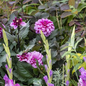 Zwerg-Dahlie Gardenetta Lavender