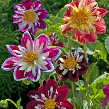 Graines de Dahlia nain Dandy Improved Mix amélioré en mélange