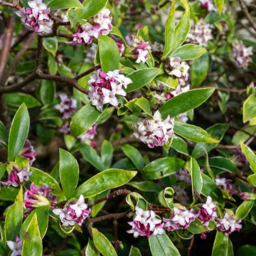 Seidelbast Perfume Princess - Daphne