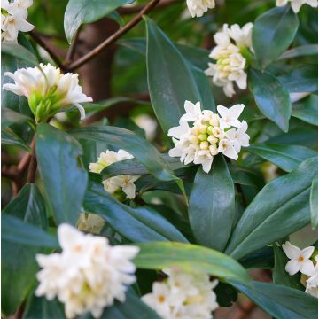 Seidelbast White Queen - Daphne