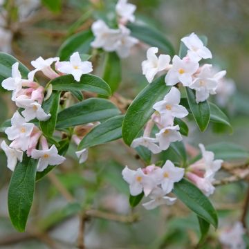 Daphne bholua - Seidelbast