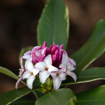 Seidelbast Aureomarginata - Daphne odora