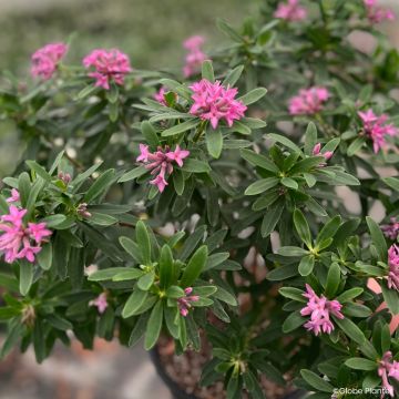 Seidelbast Bella Rose - Daphne x transatlantica