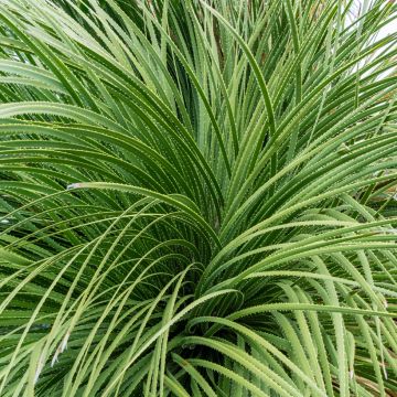 Dasylirion serratifolium - Rauhschopf