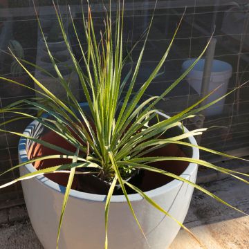 Dasylirion texanum - Rauhschopf