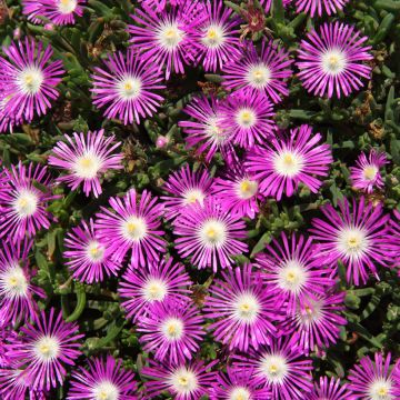 Delosperma floribundum Stardust (Samen)