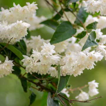 Deutzia crenata Pride of Rochester - Scharfe Deutzie