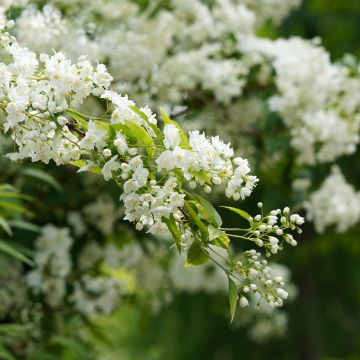Deutzia gracilis - Zierliche Deutzie