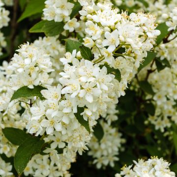 Deutzia gracilis Nikko - Zierliche Deutzie